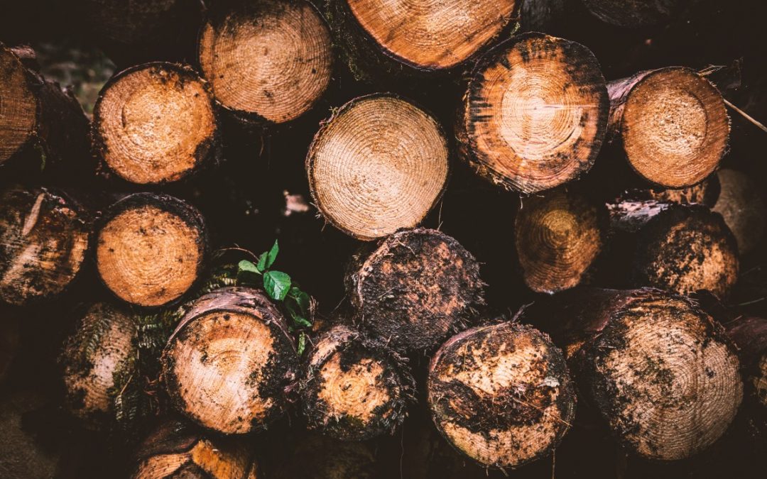 BASOTEK, sustainable forest innovation